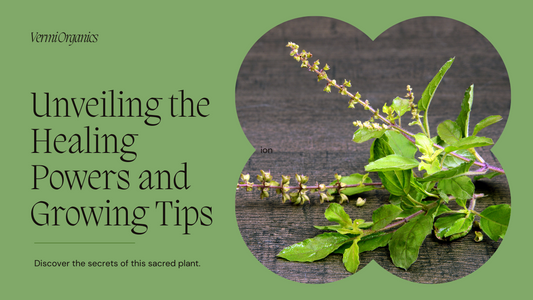 The Mighty Tulsi Plant: Unveiling Its Healing Powers and Growing Tips