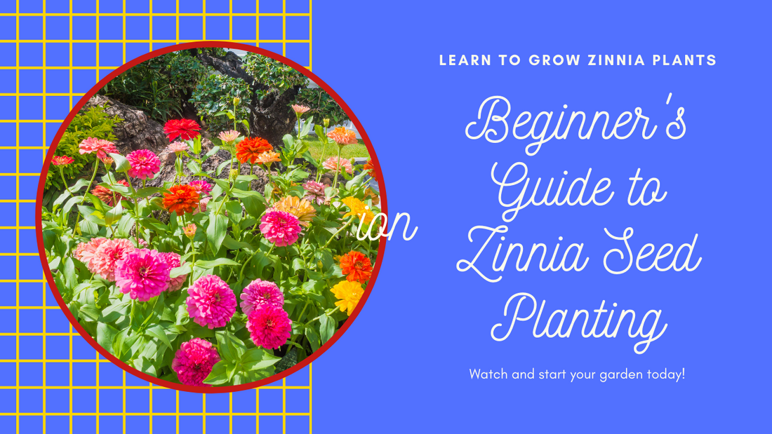 Growing Zinnia Plants from Seeds: A Beginner's Guide