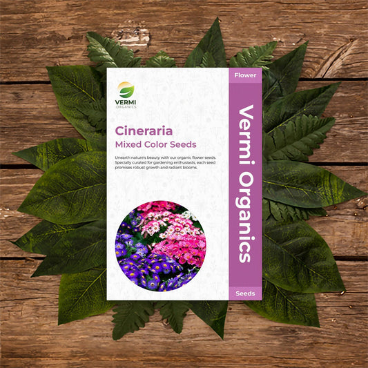 Cineraria Senecio cruentus Mixed Color - Flower Seeds pack of 50