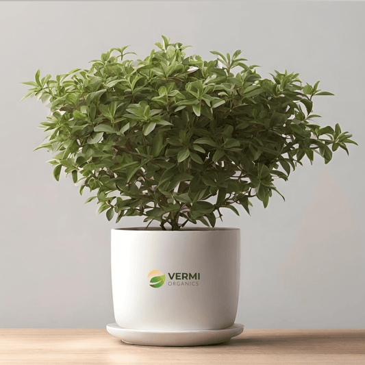 Abelia Plant - Vermi Organics