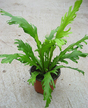 Asplenium nidus fimbriatum Plant