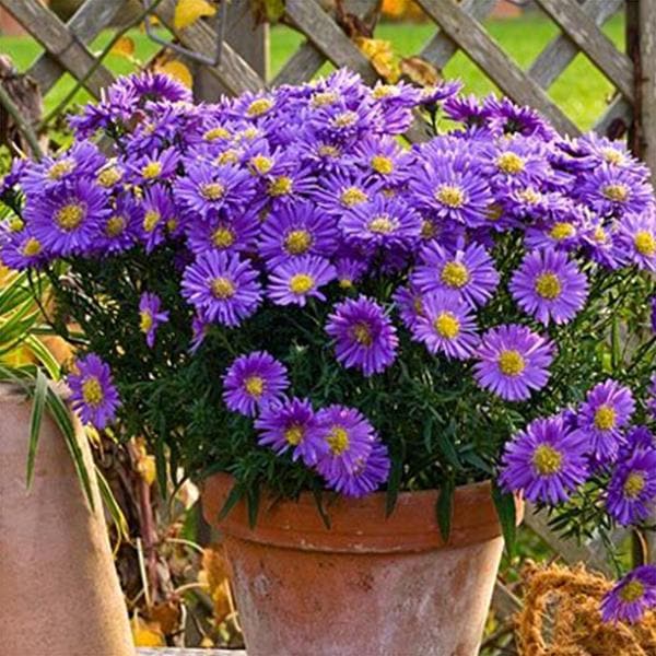 Aster (violet) Plant