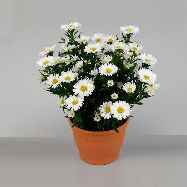 Aster White Plant