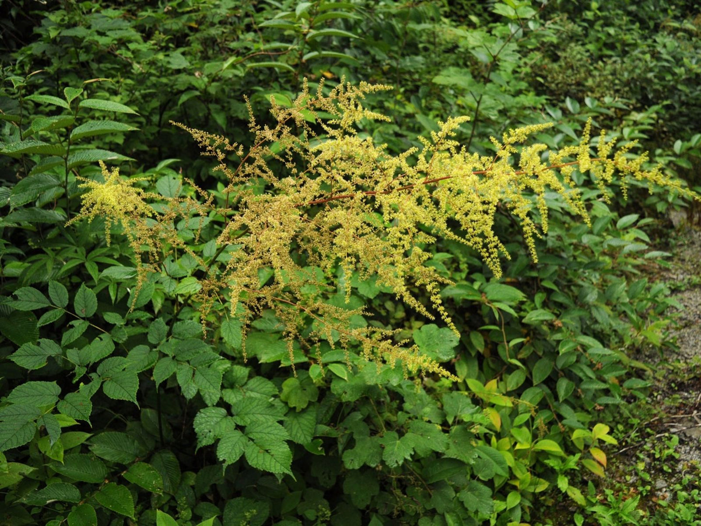 Astilbe rivularis Plant