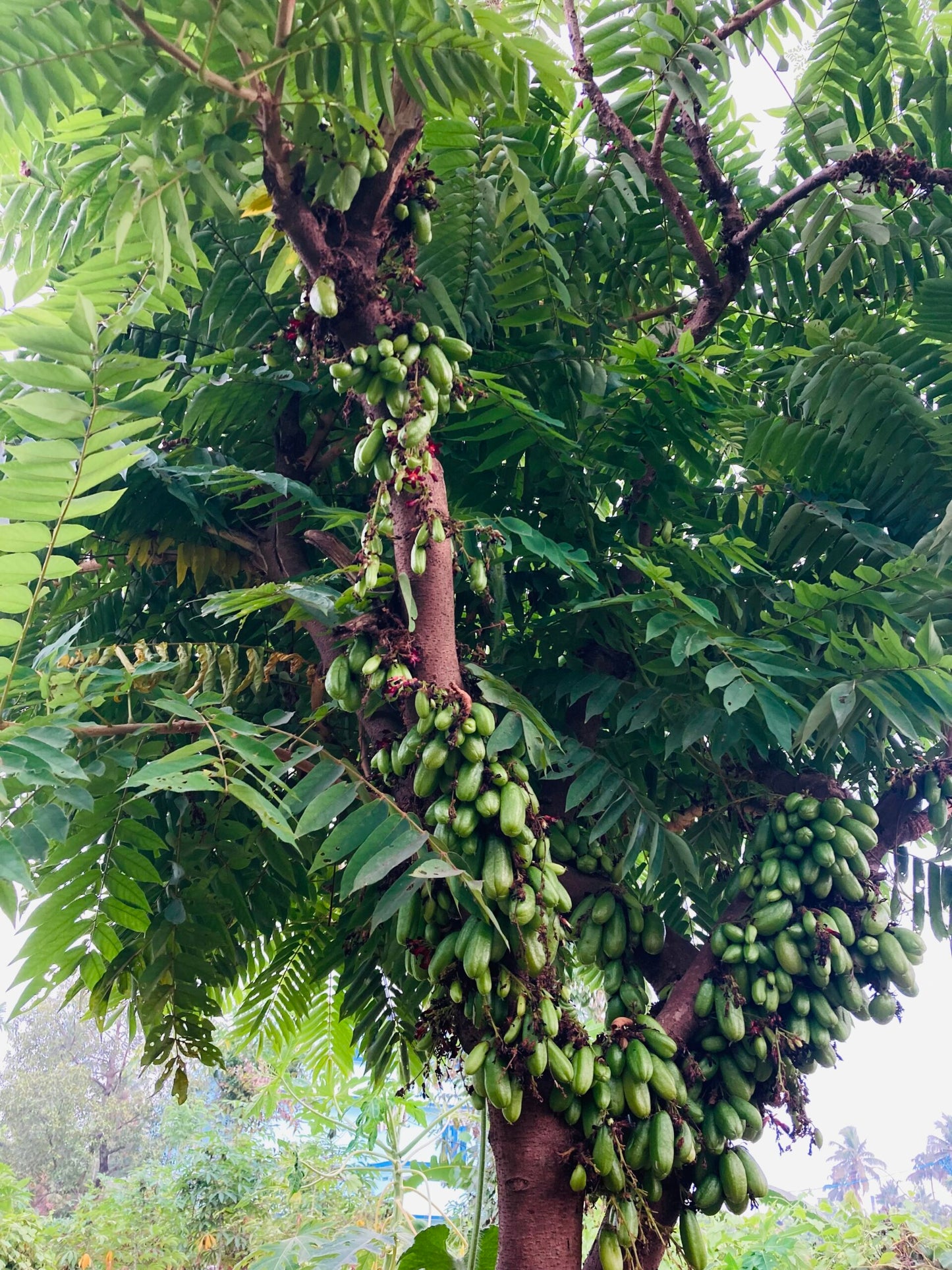 Averrhoa bilimbi Plant