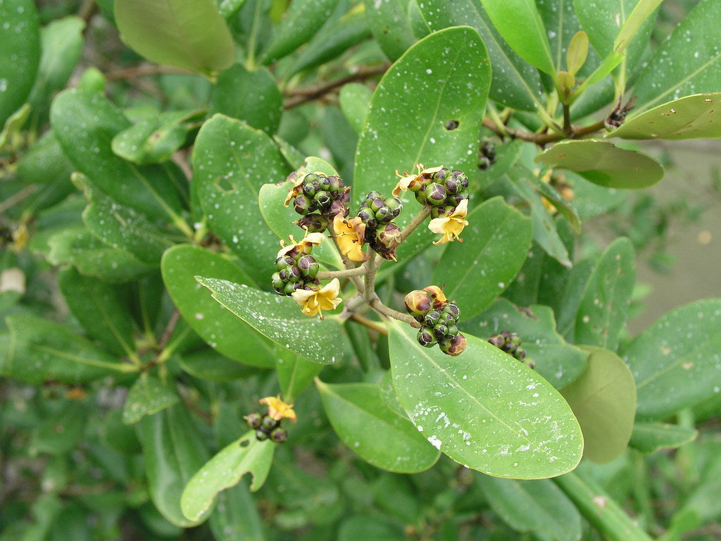 Avicennia officinalis Plant