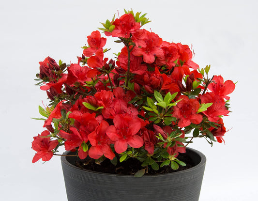 Azalea hybrids mini Plant