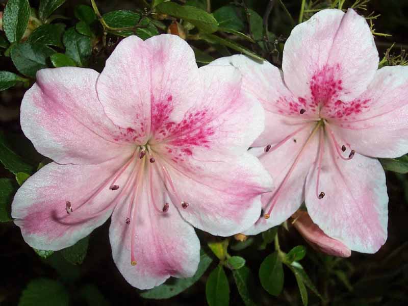 Azalea hybrids single Plant