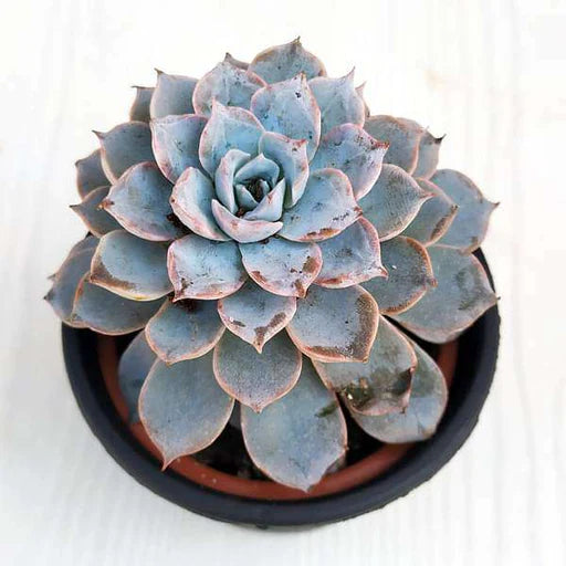 Baby Echeveria derenbergii Succulent Plant