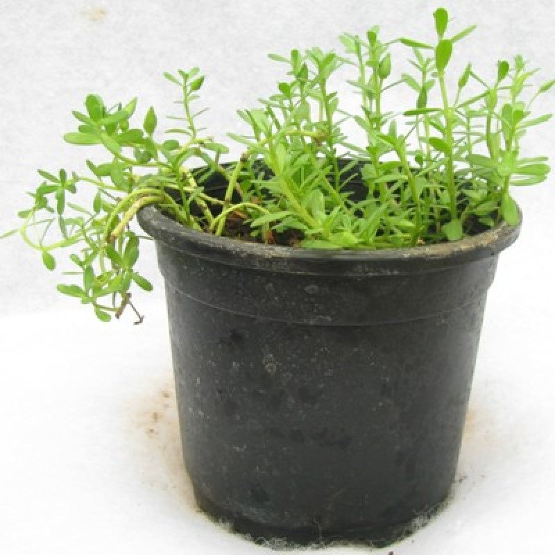 Bacopa Monnieri Neer Brahmi Plant