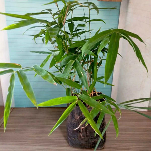 Bambusa bambos, Tree of Punarvasu Nakshatra, Gemini or Mithun Rashi - Plant
