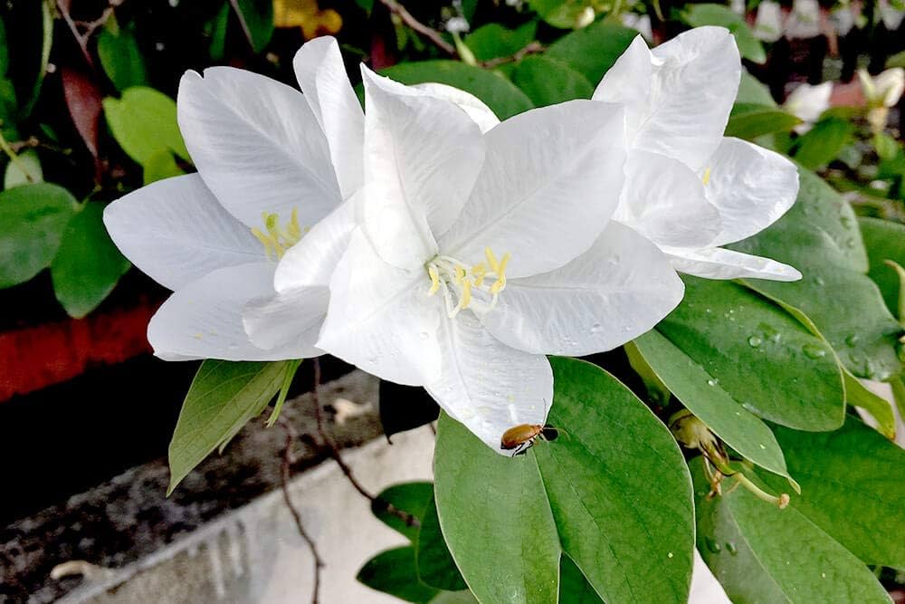 Bauhinia orchid lily (White) Plant