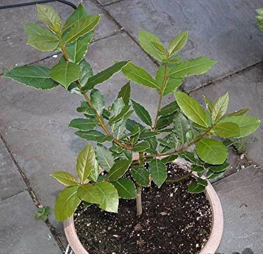 Bay laurel Plant