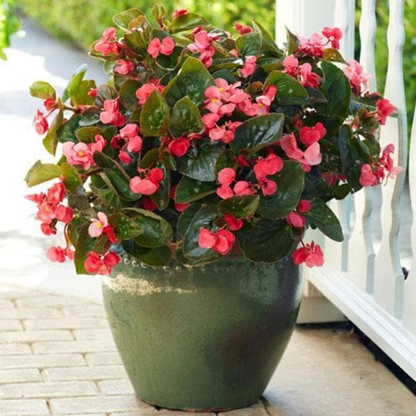 Begonia (Any Color) Plant