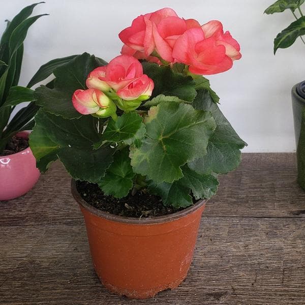 Begonia (Pink) Plant