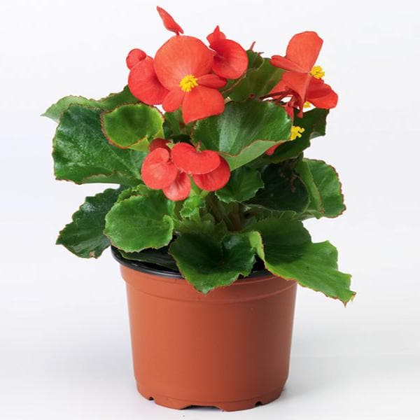 Begonia Red Plant