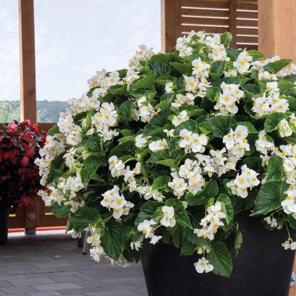 Begonia (White) Plant