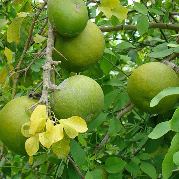 Bel Tree Bilva Patra (Grown in seeds) Plant