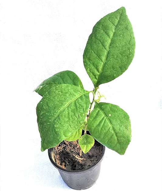 Bel Tree, Bilva Patra, Bel Patra ( Grown through seeds ) - Plant