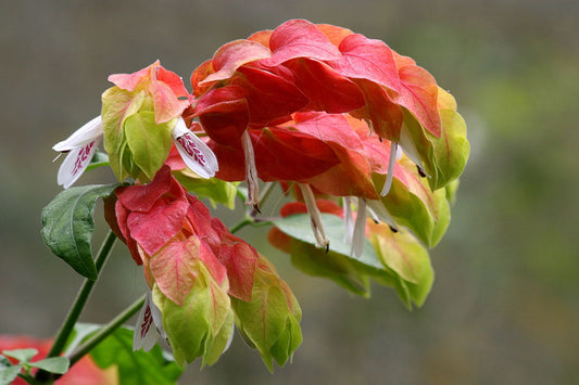 Beleperone species Plant