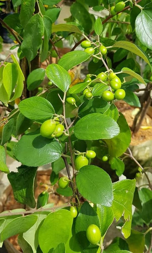 Ber Fruit, Ziziphus mauritiana (Grafted) - Plant