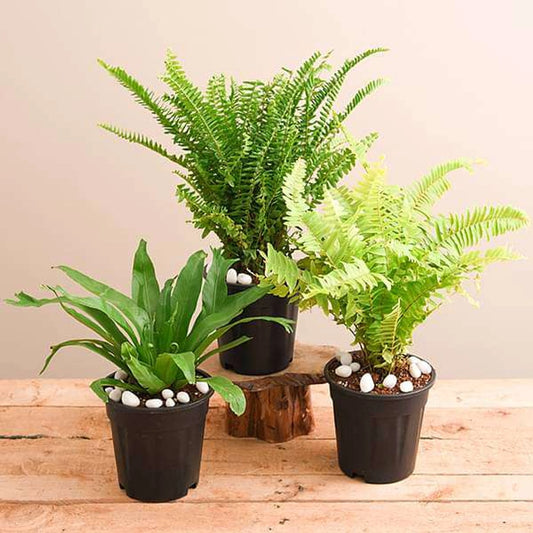  for Indoor Plant Decor