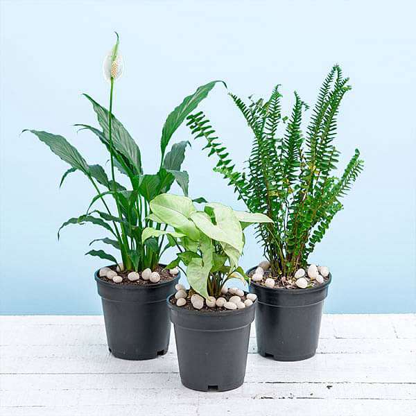 Best 3 Indoor Pollution Killer Plants Pack