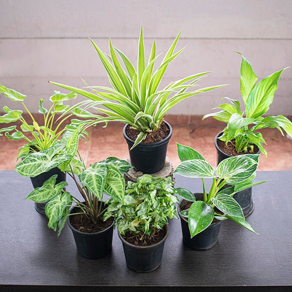 the Best 6 Plants for the Perfect Indoor Garden