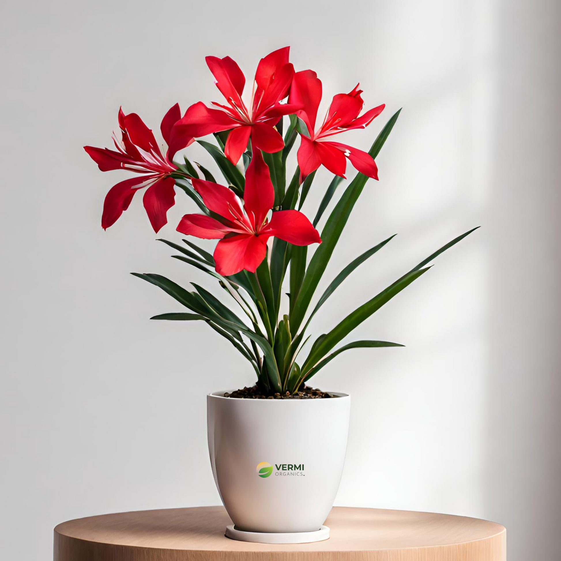 Kaner Nerium Oleander (Red Single) Plant