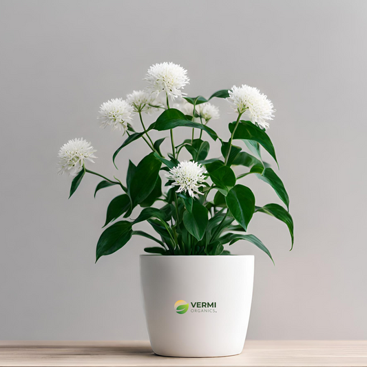 Pseudoeranthemum Artopurpureum Plant