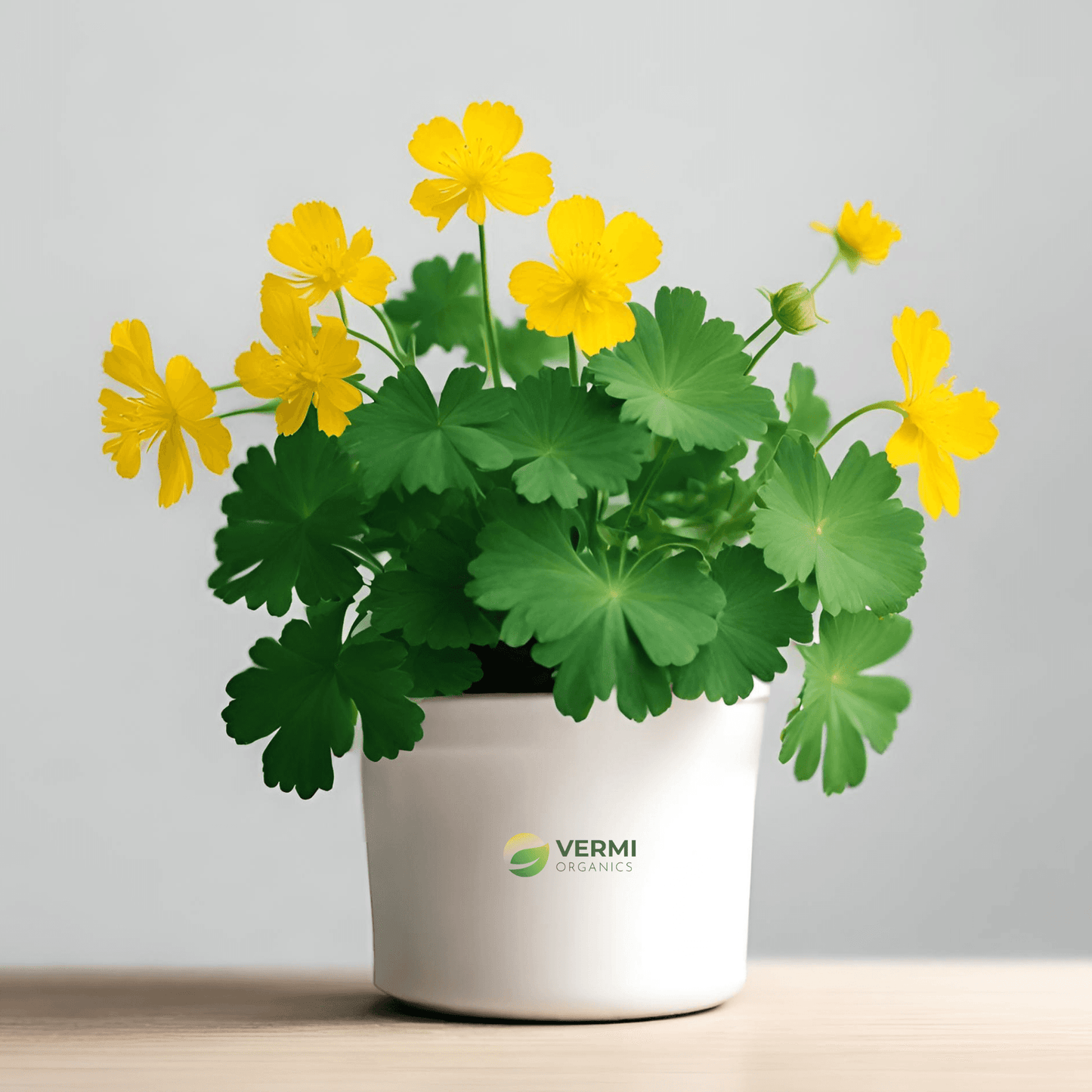 Celandine Plant