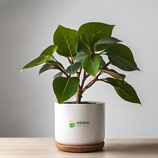 Ficus hispida Plant