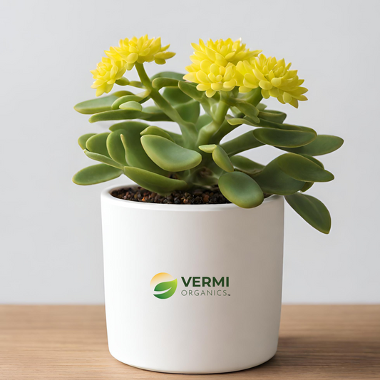 Euphorbia (Yellow) - Plant