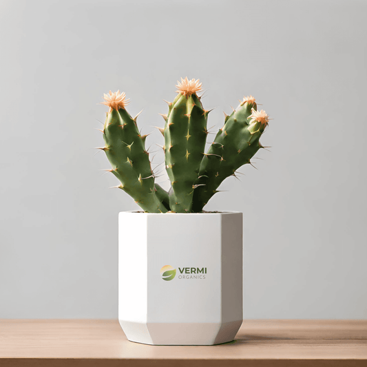 Cereus Hexagonus Plant