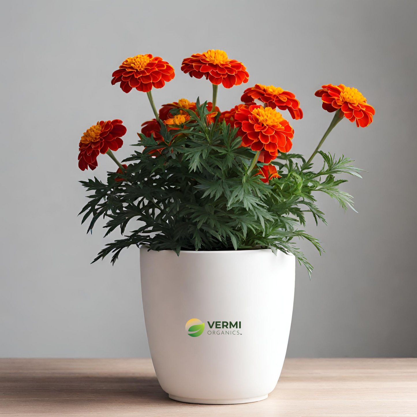 French Marigold (Red) Plant