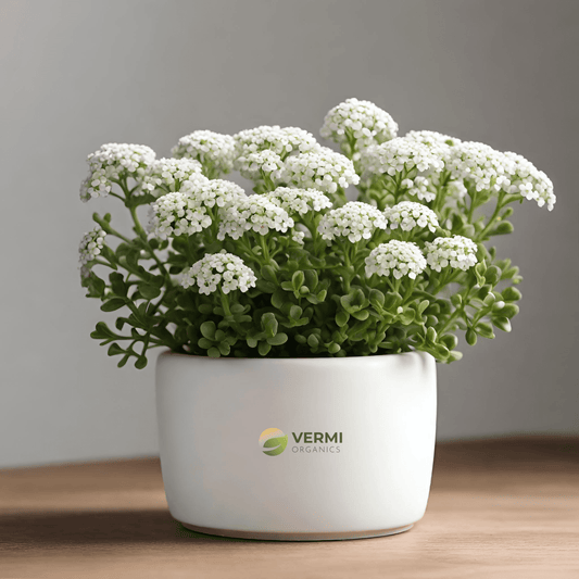 Alyssum (White) Plant