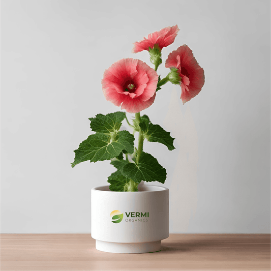 Alcea Rosea Plant