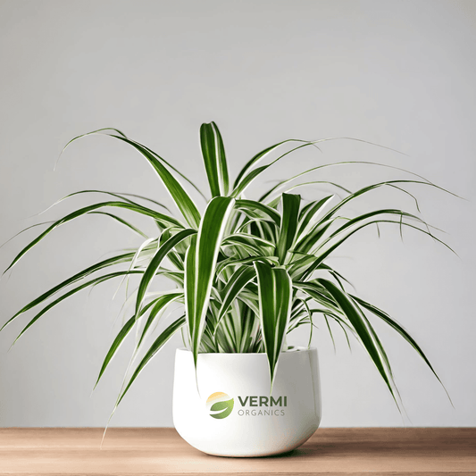 Chlorophytum Spider Plant Plant