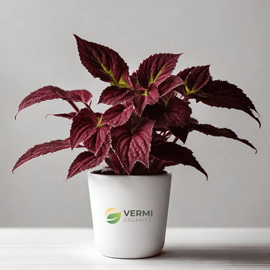 Coleus (Maroon Green) Plant