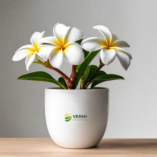 Plumeria Champa (White) Plant