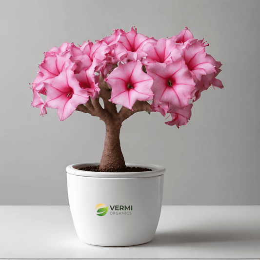 Adenium Plant, Desert Rose (Grafted, Any Color) - Plant