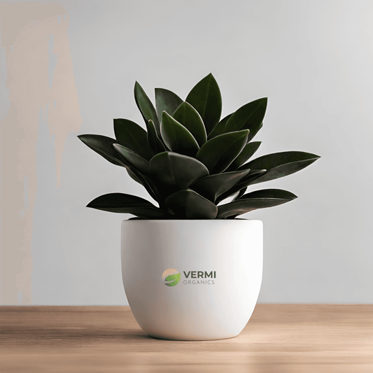 Alworthia Black Gem Succulent Plant