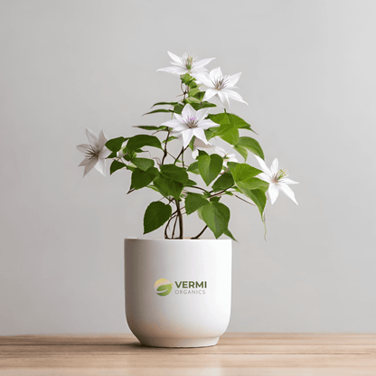 Clematis Triloba Plant