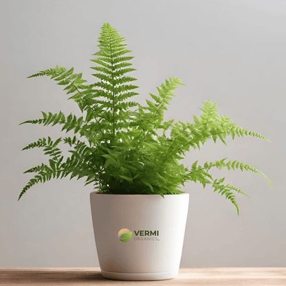 Davallia Small Rabbit Foot Fern Plant