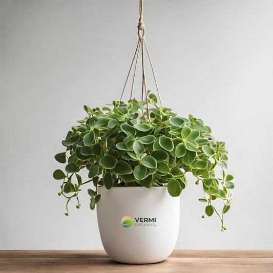 Hoya carnosa (green hanging basket) Plant