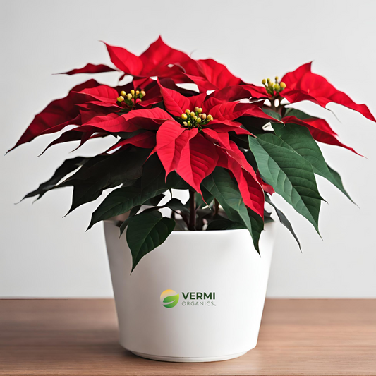 Poinsettia Christmas Flower (Any color) Plant