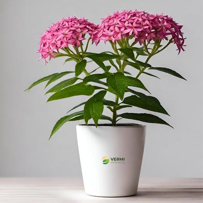 Pentas (Pink) Plant