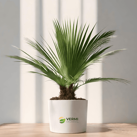 Desert Fan Palm, Washingtonia - Plant