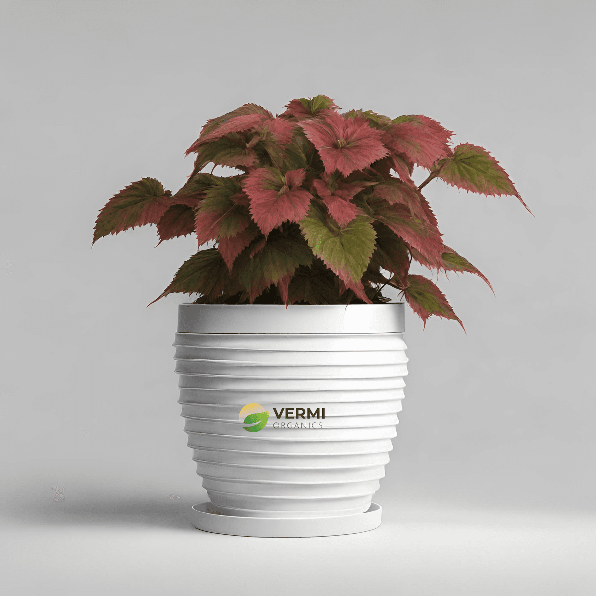 Acalypha Wilkesiana Macrophylla Rosea Plant