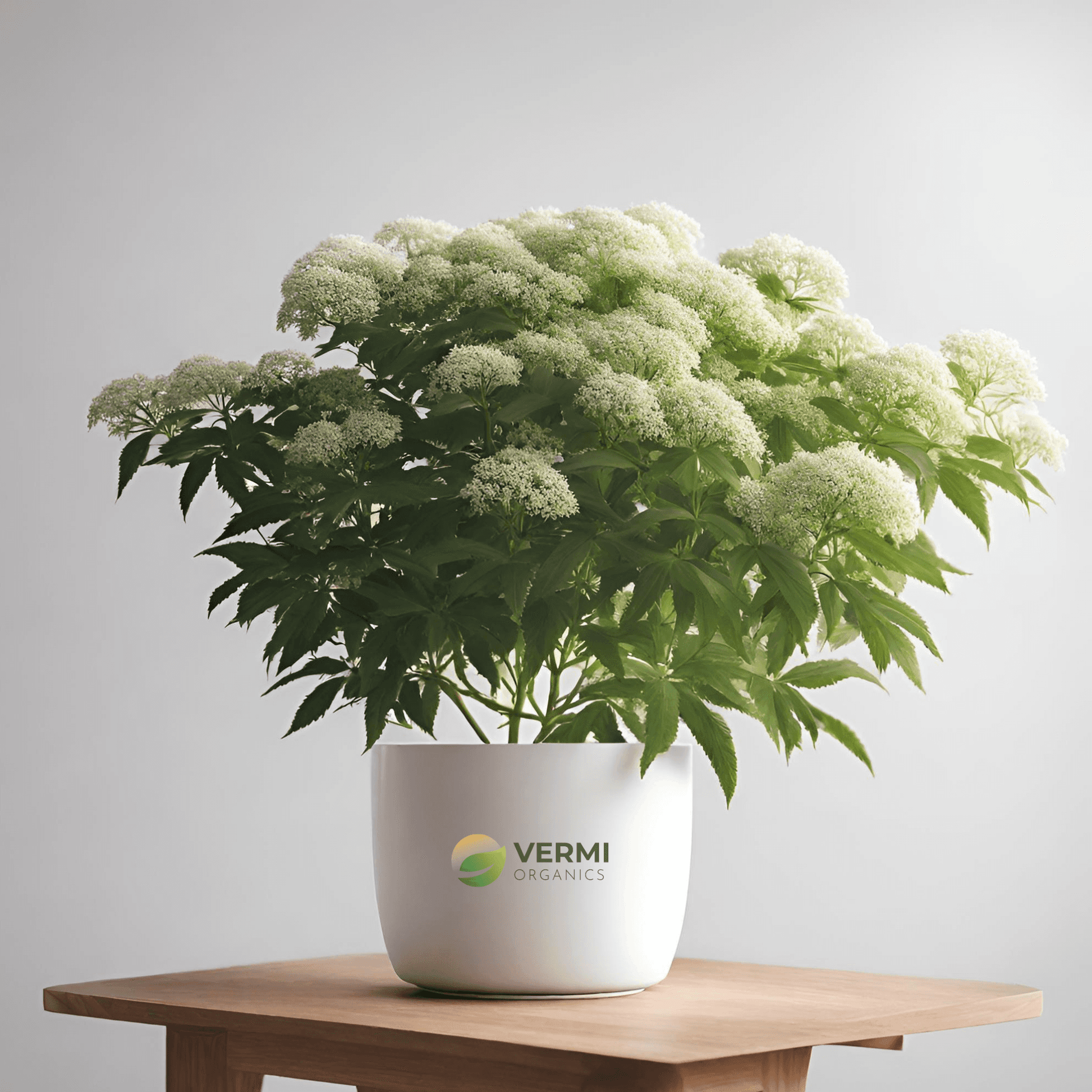 American Elderberry Sambucus Plant